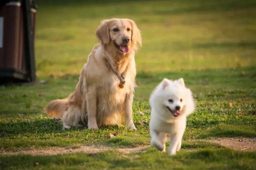 溫州養犬管理職責明晰 兩大部門職能分工與信息系統運行維護解析